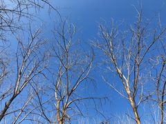 -合肥滨湖国家森林公园