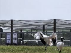 -盐城丹顶鹤湿地生态旅游区