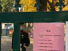 -三里屯东五街银杏大道