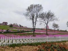 -莱阳濯村樱花园