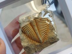 -房山世界地质公园博物馆