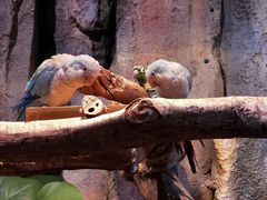 -正佳雨林生态植物园