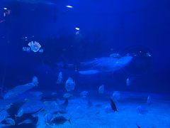 -烟台海昌鲸鲨海洋公园