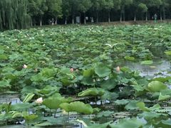 -荷塘月色湿地公园·向阳花洲