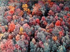 -罗红摄影艺术馆