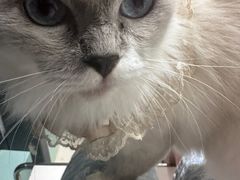 -怪兽屋·羊驼·猫咖·狗咖(俊华广场店)