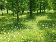 -黄海国家森林公园