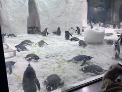 -大连圣亚海洋世界