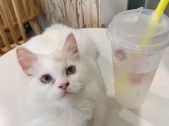 -楼上猫咖(罗湖店)