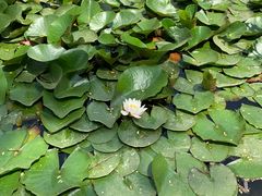-济南植物园