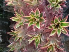 -循礼门鲜花花市(武汉循礼门店)