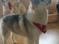 -Husky Go! 哈士奇体验馆·宠物咖啡厅狗咖