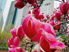 -陆家嘴中心绿地