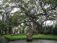 -瑞丽独树成林风景区