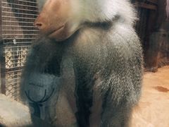 -沈阳森林动物园