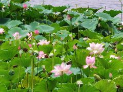 -荔湾湖公园