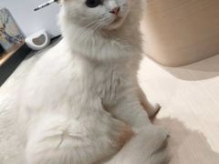 -瞄一喵猫咖(格力海岸店)