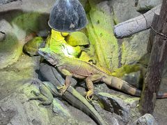 -萌宠奇缘(荣鼎店)