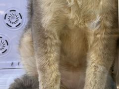 -momokira米努特·德文卷毛猫·棉花面纱犬