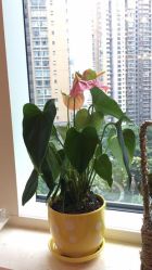 -久匠半永久纹眉