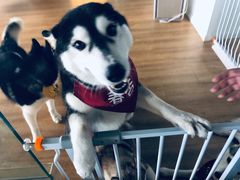 -Husky Go! 哈士奇体验馆·宠物咖啡厅狗咖