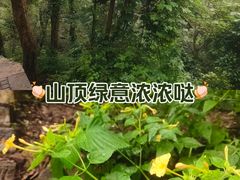 -紫金山山顶公园