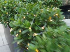 -广州天河希尔顿酒店