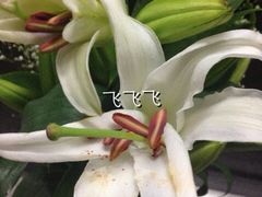 百合-FEI FEI FLOWER鲜花店·气球派对·宝宝宴布置(虹口德必运动Loft店)