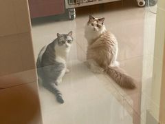 -艾贝尔宠物诊疗