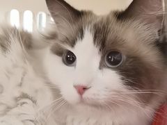 -中农国际动物医院24小时·猫科·骨科·急重症中心