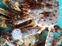 -蟹之国·精品蟹料理(极地店)