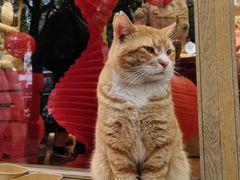 -猫的天空之城概念书店(大学路店)