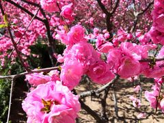 -大兴滨河森林公园