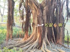 -顺峰山公园