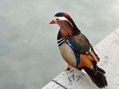 -护国寺小吃(地安门店)