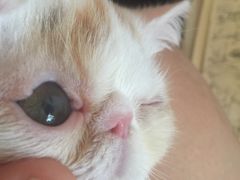 -安安宠医·安宠宠物医院