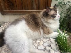 -喵屿·大理花园猫咖