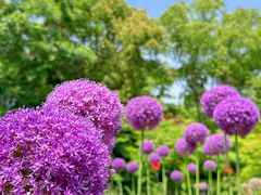 -花开海上生态园