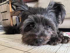 -乐琪宠物医院·犬猫专科·骨外科·急重症