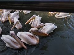 -广州长隆飞鸟乐园