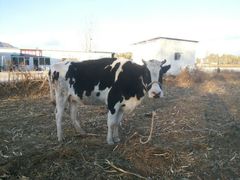 android_upload_pic-北京东方普罗旺斯薰衣草庄园