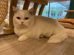 -飞行喵MR PILOT|猫舍·猫咖(静安大融城店)