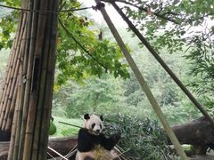 -都江堰中华大熊猫苑