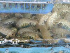 -龙溪海鲜酒家(溪涌店)