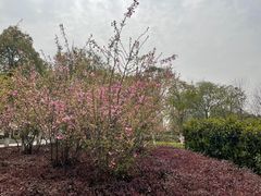 -映月湖中央公园