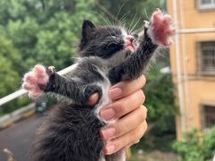 -艾吉宠物医院·疑难杂症转诊中心·猫友好(碧江路院)