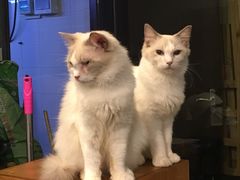 -more than meow吴止猫主题餐厅(承德 中船汇店)