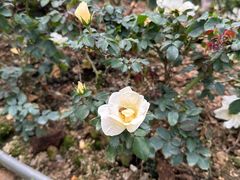 -人民公园(罗湖区)