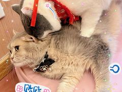 -MOCHA明星猫咖(田子坊店)