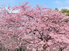 -顾村公园